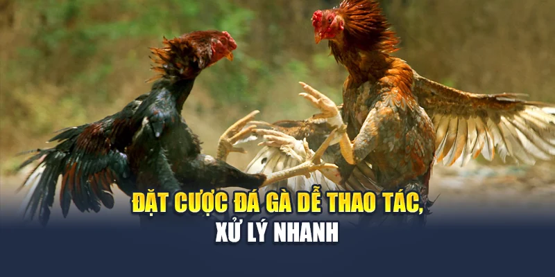 Đá Gà Sv388 Chất Lượng Cao, Kèo Trực Tiếp Rõ Ràng Tại M88 2 Đặt cược đá gà dễ thao tác, xử lý nhanh