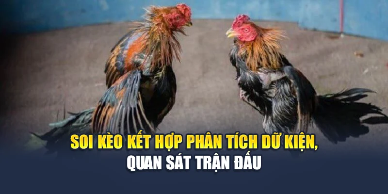 Đá Gà Sv388 Chất Lượng Cao, Kèo Trực Tiếp Rõ Ràng Tại M88 3 Soi kèo kết hợp phân tích dữ kiện, quan sát trận đấu